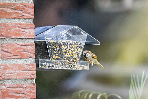 Kreta Window Feeder