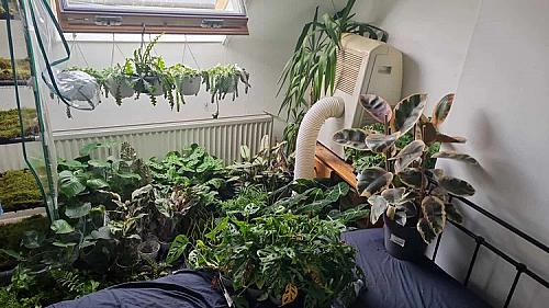 25-jarige bouwt vanuit studentenkamer miljoenenbedrijf Sybotanica met duurzame potgrond