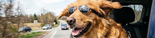 De ultieme 'Dog-cation': 5 tips voor een zorgeloze vakantie met je hond