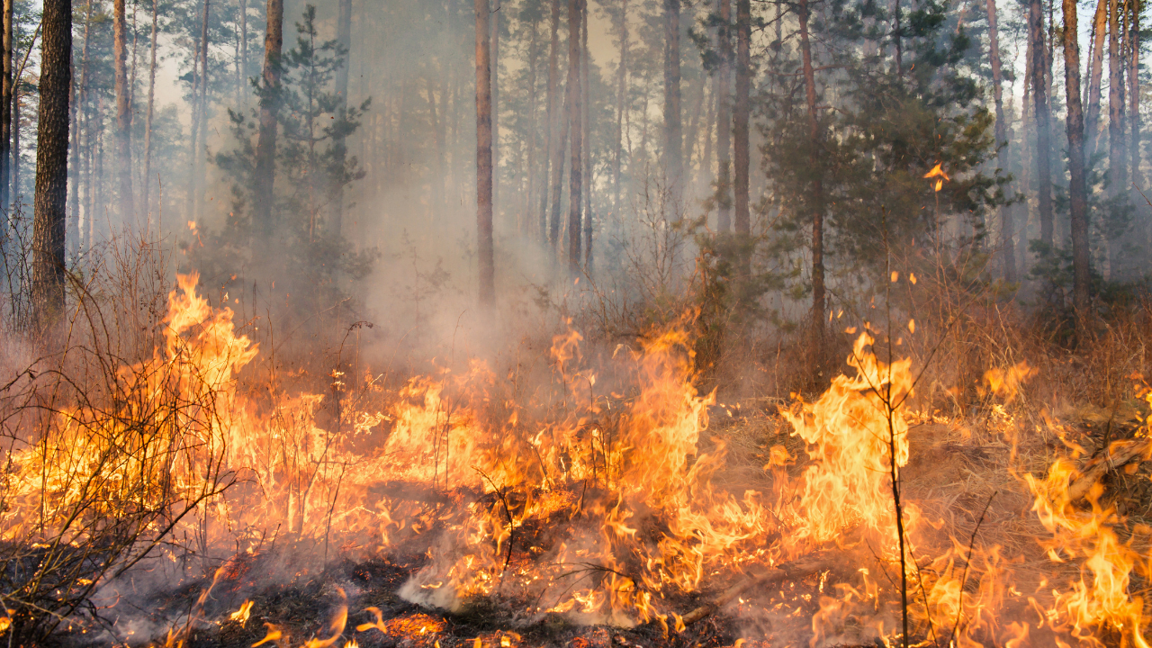 Reisverzekering dekt natuurbrand alleen bij officieel evacuatiebevel