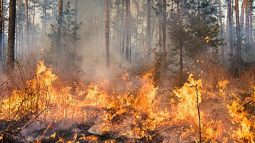 Reisverzekering dekt natuurbrand alleen bij officieel evacuatiebevel