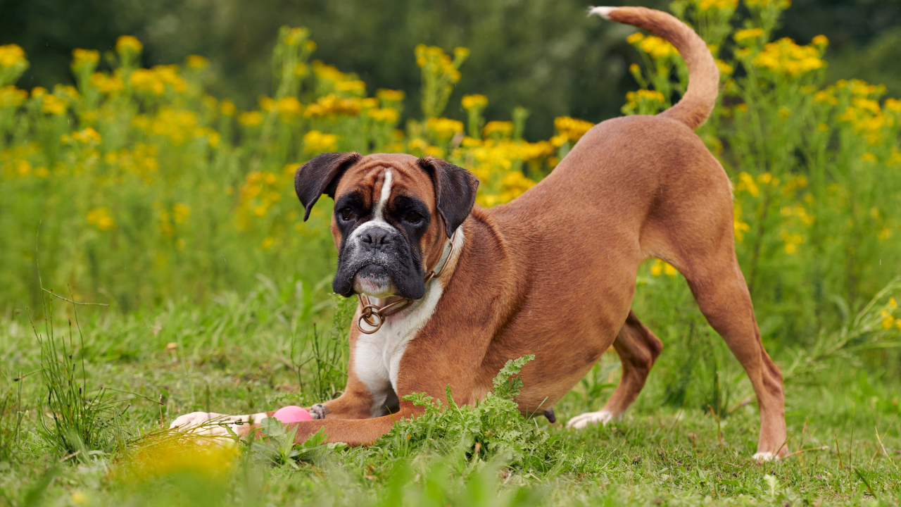Hond kost in hele leven ongeveer €20.000: ruim driekwart Nederlanders schat dat lager in