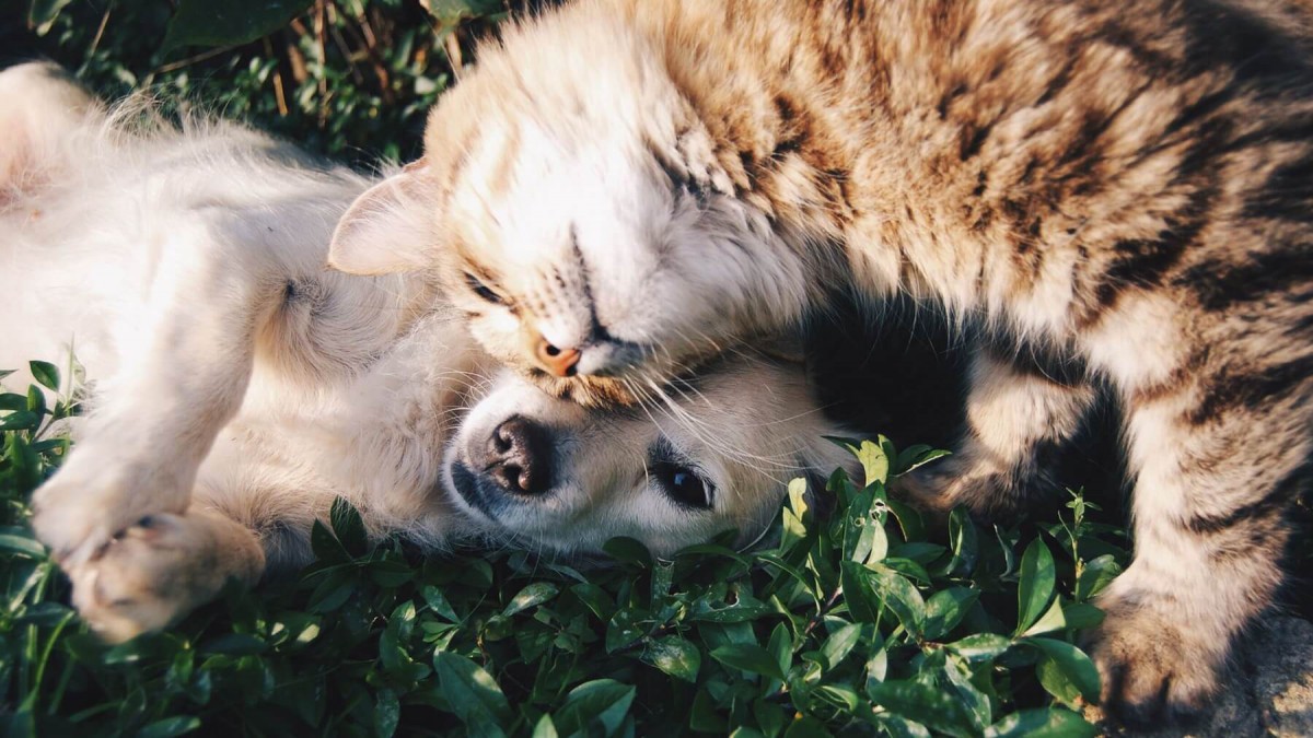 Dierenartsen in dezelfde buurt vier keer duurder voor zelfde behandeling